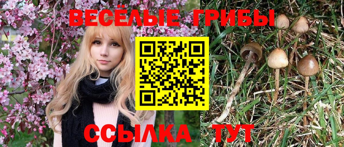 Галлюциногенные грибы Psilocybe Батайск